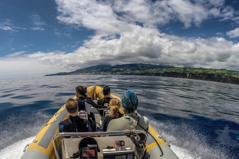 Azores: Experiencia Atlántica Nadar con DelfinesNos vemos en el puerto deportivo