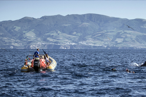 Açores : Nagez avec les dauphins Expérience atlantiqueRetrouvez-nous au port de plaisance