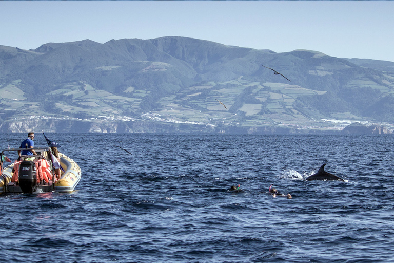 Azores: Swim with Dolphins Atlantic Experience With 8AM Hotel Pickup