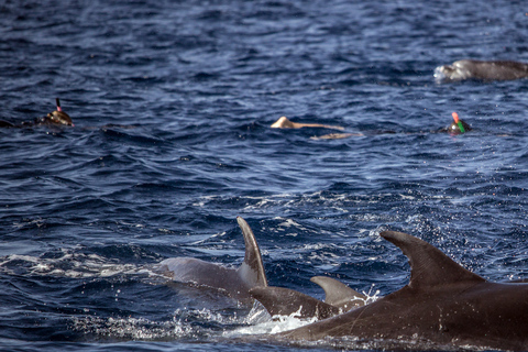 Azorerna: Simma med delfiner: Atlantiska upplevelsenMöt oss vid marinan