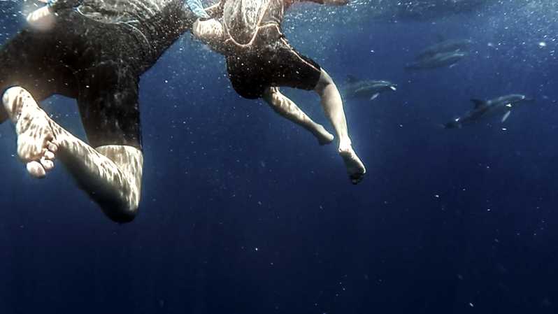 Azores: Swim with Dolphins Atlantic Experience