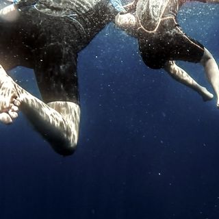Le Azzorre nuotano con i delfini Esperienza atlantica