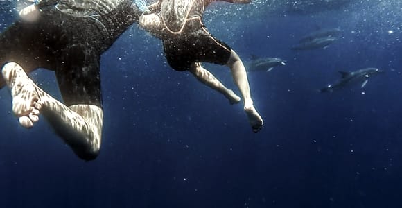 Azores: Swim with Dolphins Atlantic Experience