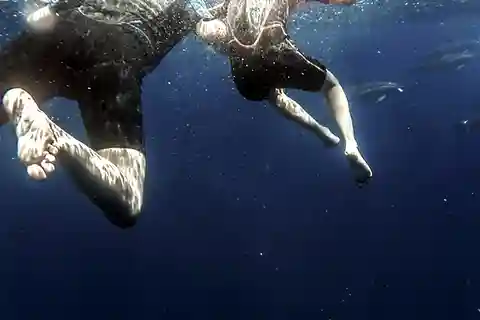 Açores: Nade com a Dolphins Atlantic Experience