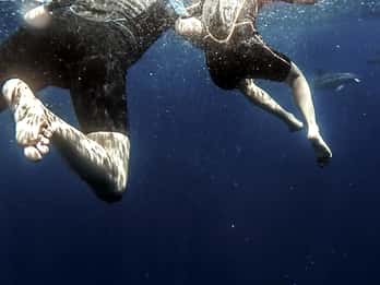 Azores: Swim with Dolphins Atlantic Experience