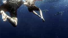 Açores: Mergulho com Golfinhos — Experiência no Atlântico
