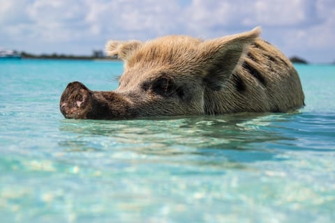 From Fort Lauderdale: Bahamas Full-Day Trip by Ferry