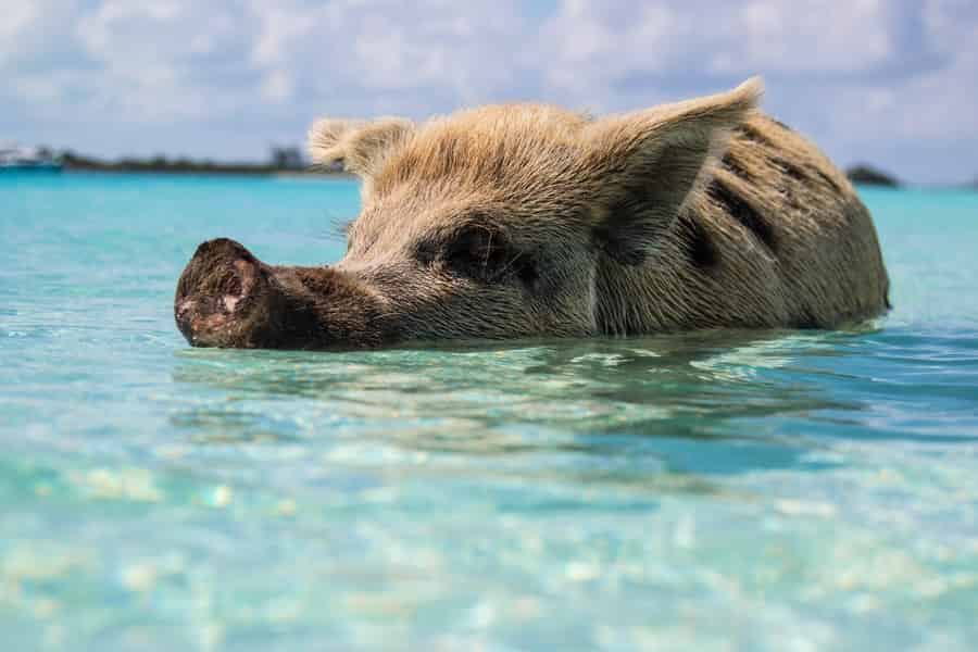 Von Fort Lauderdale aus: Bahamas-Tagestour mit der Fähre. Foto: GetYourGuide