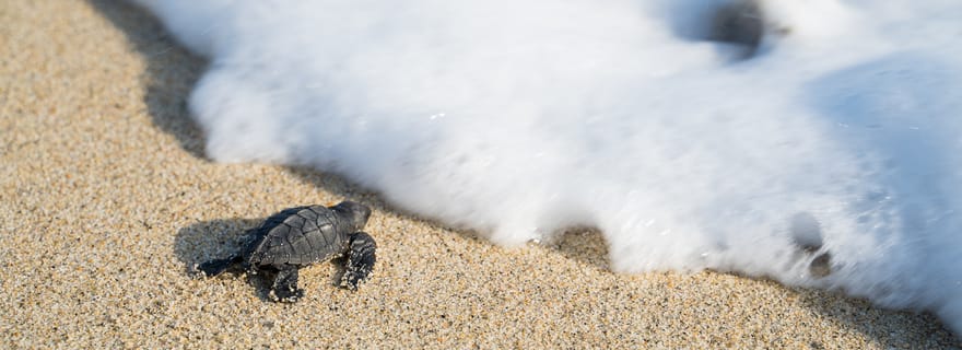 Puerto Escondido : Libération de tortues