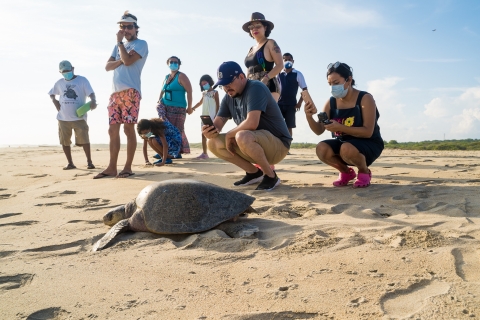 Puerto Escondido: ervaring met het vrijgeven van schildpadden