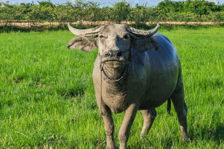 Siem Reap: recorrido en jeep por el campo al atardecer con bebidas