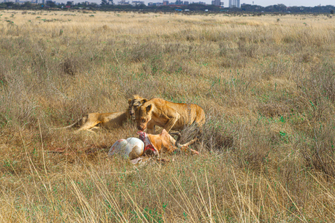 Nairobi National Park, Giraffe Center, Orpanage &amp; Bomas Trip