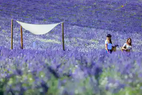 Visita a los Campos de Lavanda
