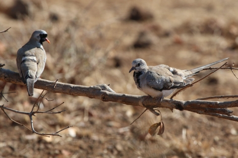 Chutes Victoria : Excursion privée d'observation des oiseaux près de la ville