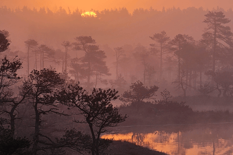 From Riga: Bog-Shoe Hiking Tour at Cenas or Ķemeri Bog