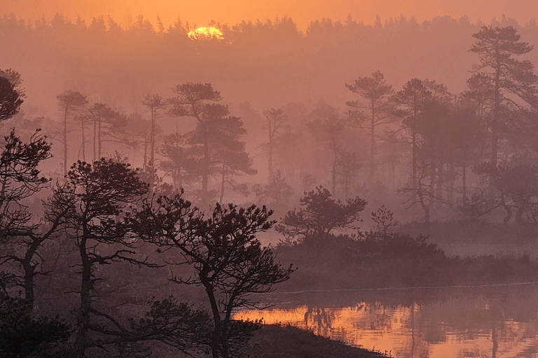 Vanuit Riga: Moerasschoenwandeltocht in Cenas of Ķemeri Bog