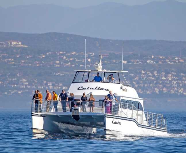 Newport Beach: Luxury Whale Watching Catamaran Cruise