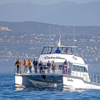 Newport Beach: Luxury Whale Watching Catamaran Cruise