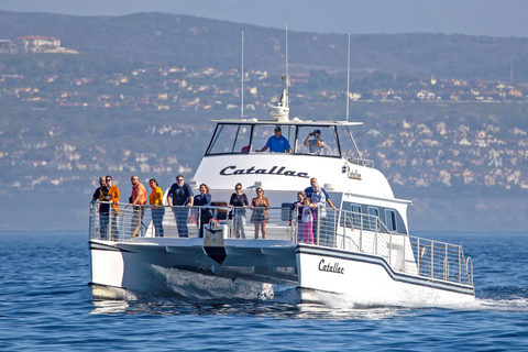 Newport Beach: luksusowy rejs katamaranem z obserwacją wielorybówNewport Beach: Luksusowy rejs katamaranem z obserwacją wielorybów