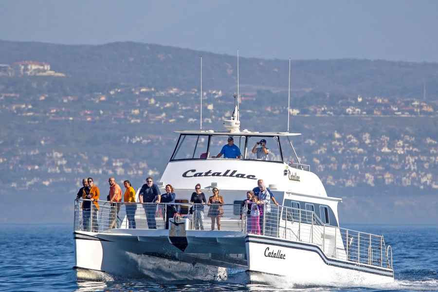 Newport Beach: Luxuriöse Walbeobachtungs-Katamaran-Kreuzfahrt. Foto: GetYourGuide