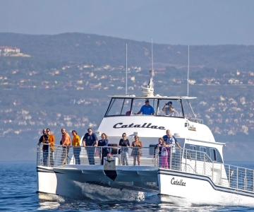 Newport Beach: crucero en catamarán de avistamiento de ballenas de lujo