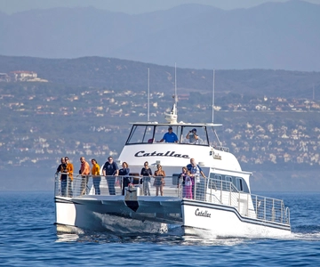 Newport Beach: Lyxig valskådningskatamarankryssning