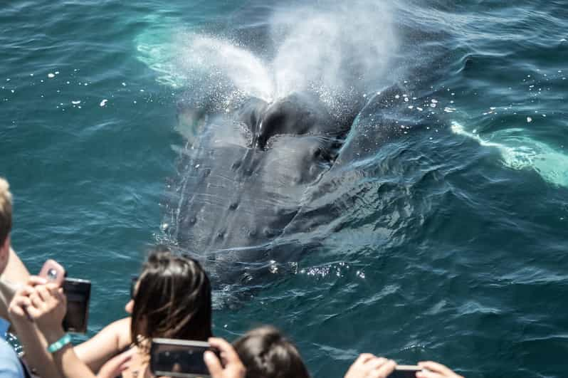 Newport Beach: Luxury Whale Watching Catamaran Cruise | GetYourGuide