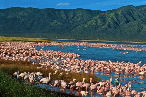 Nairobi:5Days Maasai Mara,Lake Nakuru &Naivasha Group Safari Accomodation Upgrade