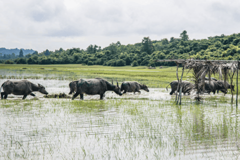 Siem Reap: excursão matinal de jipe pelo campo