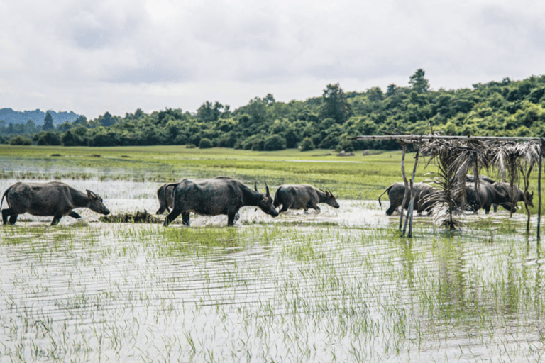 Siem Reap: Morning Countryside Jeep Tour