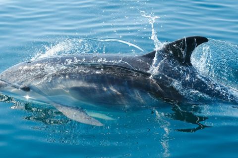 Van Malaga: Gibraltar en Dolphin Sightseeing-boottocht