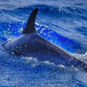 Morro Jable: 1.5-Hour Dolphin and Whale Watching Tour