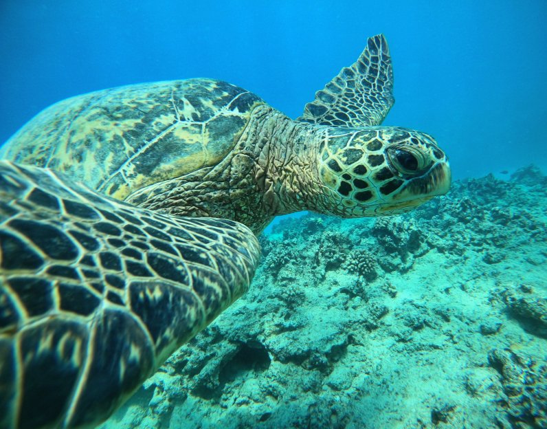 Oahu: Tour di snorkeling nel canyon delle tartarughe di Honolulu