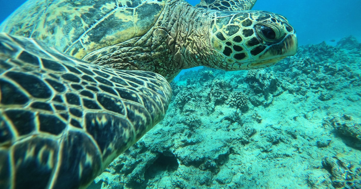 Oahu Honolulu Turtle Canyon Snorkeling Tour GetYourGuide