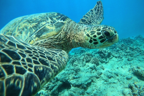 Honolulu: Tour guiado de aventura de esnórquel en Turtle Canyon