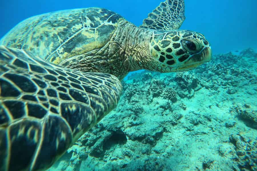 Oahu: Honolulu Turtle Canyon Schnorcheltour. Foto: GetYourGuide