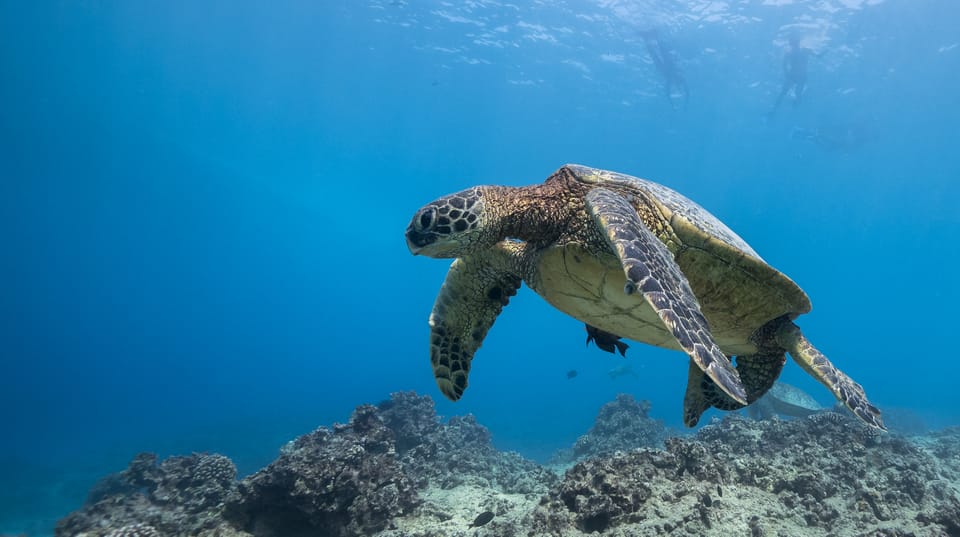 Oahu: Honolulu Turtle Canyon Snorkeling Tour | GetYourGuide