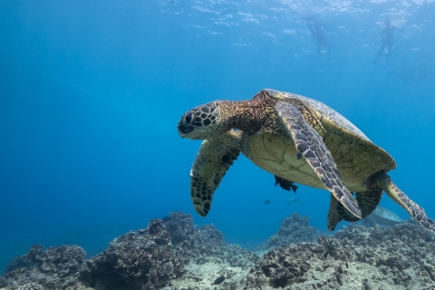 Honolulu: Tour guiado de aventura de esnórquel en Turtle Canyon
