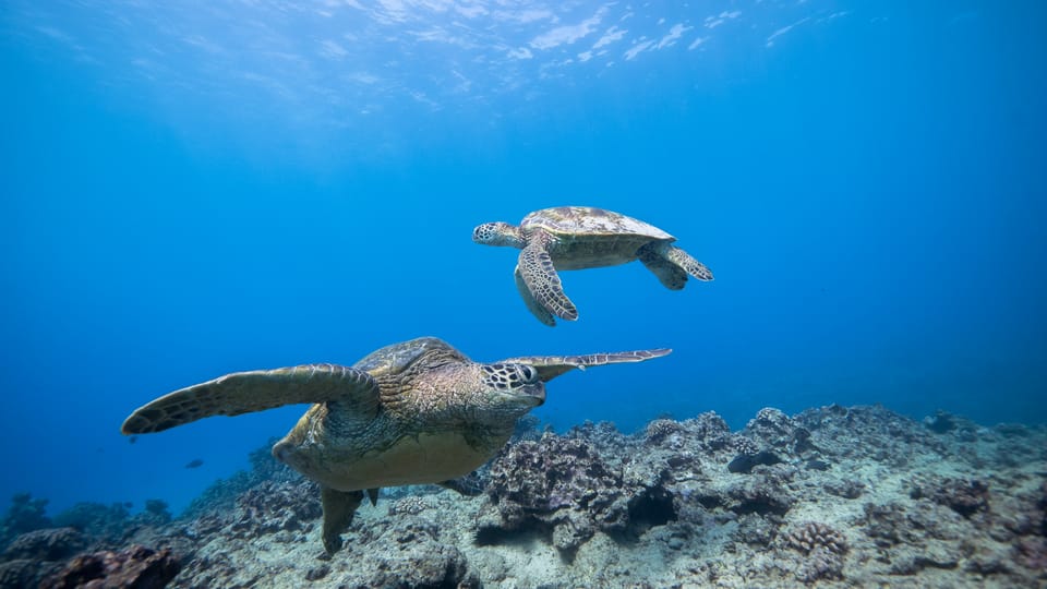 Oahu Honolulu Turtle Canyon Snorkeling Tour GetYourGuide