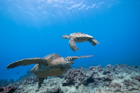 Honolulu: visite guidée d'aventure de plongée en apnée dans le Turtle Canyon