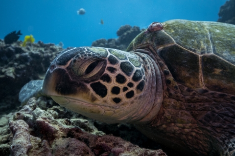 Honolulu: Turtle Canyon Guided Snorkeling Adventure Tour