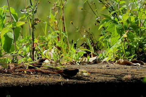 From Nairobi: Ondiri Wetland Guided Walking Tour