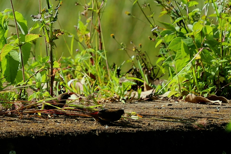 From Nairobi: Ondiri Wetland Guided Walking Tour