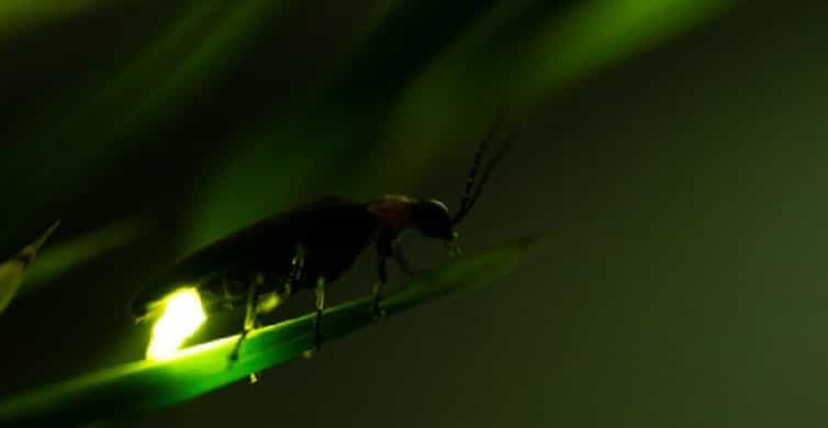 From Mexico City: Fireflies Sanctuary in Tlaxcala | GetYourGuide