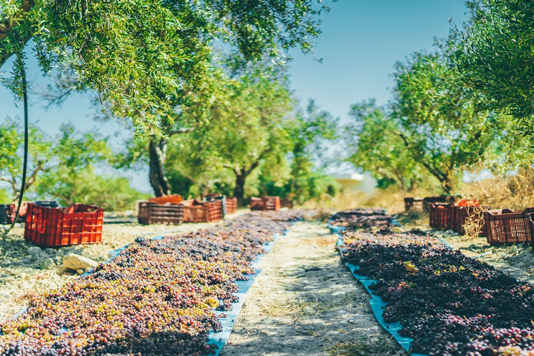 Desde Elounda: excursión privada de un día al palacio, el museo y el vino de KnossosLimusina o SUV de clase premium de 3 asientos