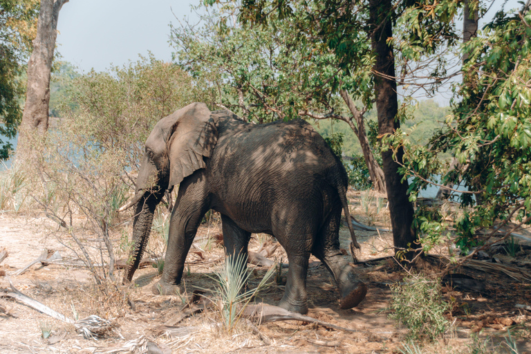 3 Días Explora Zambia, Zimbabue y el Parque Chobe en Botsuana