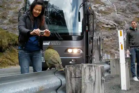 Milford Sound Premium Day Tour and Cruise from Te Anau