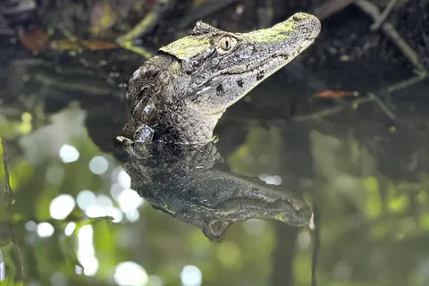 Tortuguero: Tour a los Canales en Parque Nacional Tortuguero
