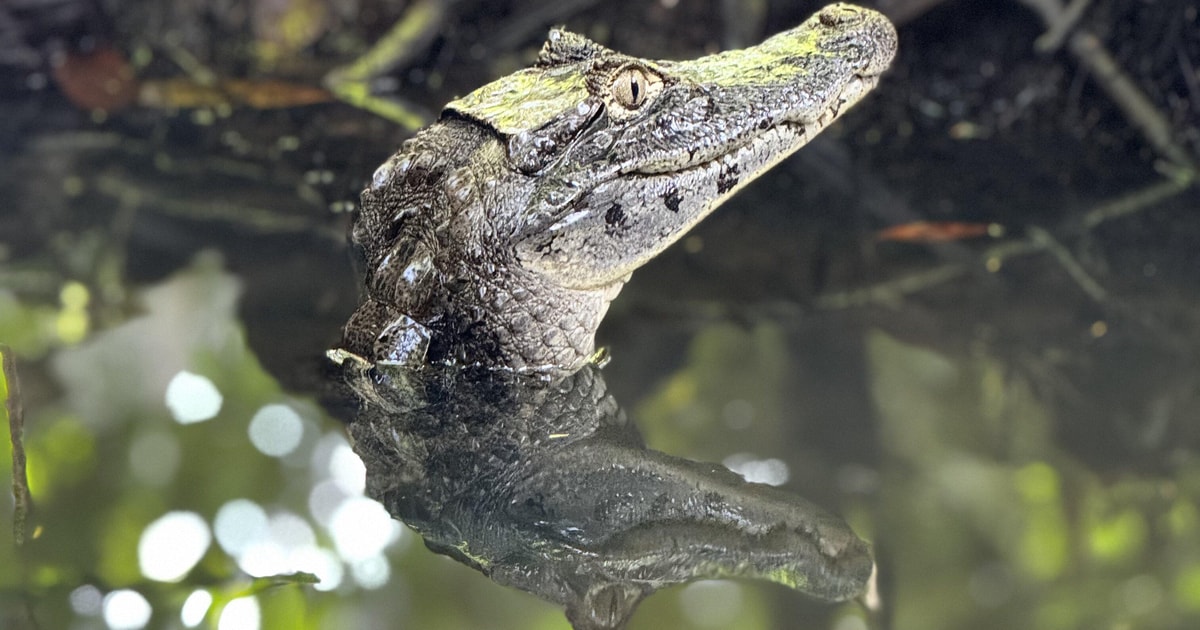 Tortuguero Tour zu den Kanälen im TortugueroNationalpark GetYourGuide