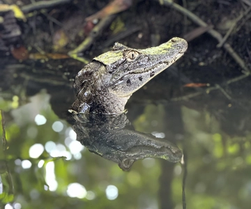 Tortuguero: tour dei canali del Parco Nazionale Tortuguero